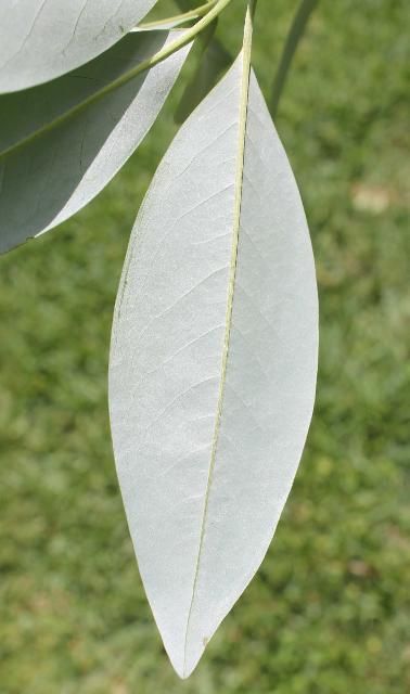 Figure 4. Leaf, Under - Magnolia virginiana: sweetbay magnolia