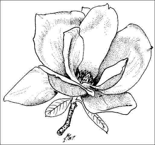 Figure 4. Flower