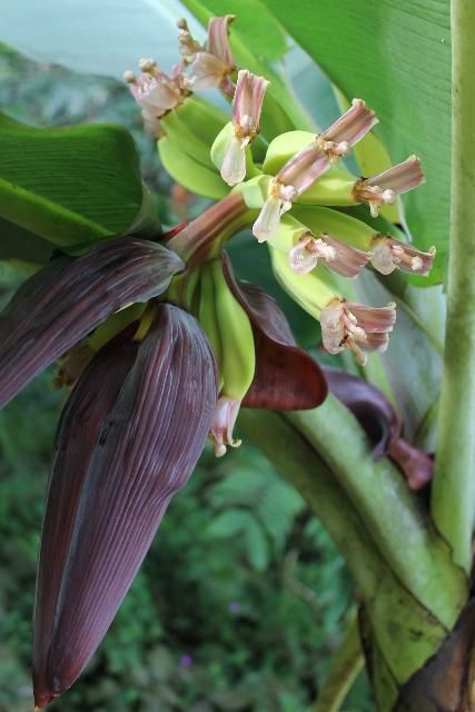 Figure 4. Flower - Musa spp.: banana