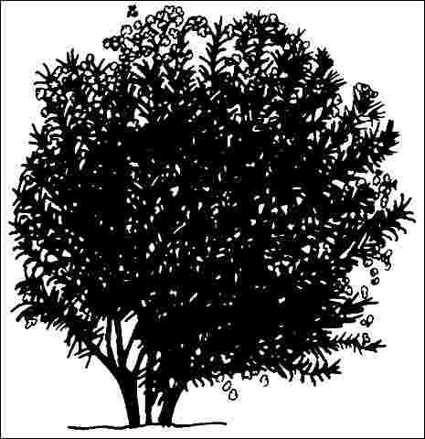 Middle-aged Nerium oleander 'Variegatum': 'Variegatum' oleander.