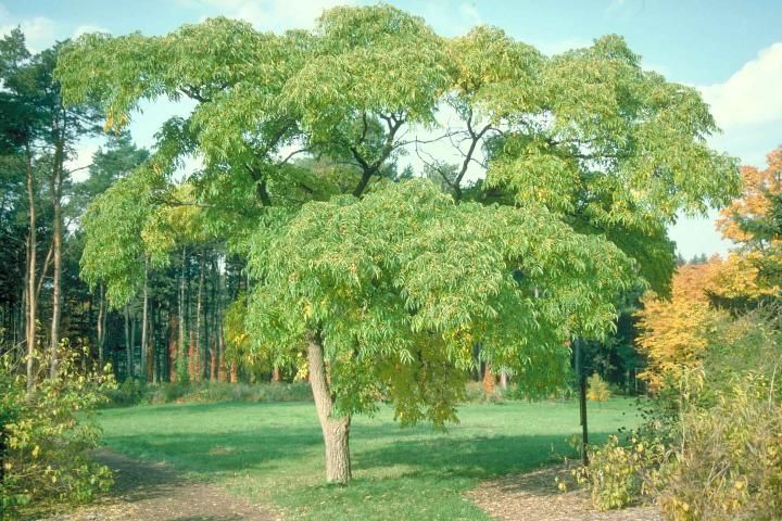 Figure 1. Middle-aged Phellodendron amurense: Amur Corktree