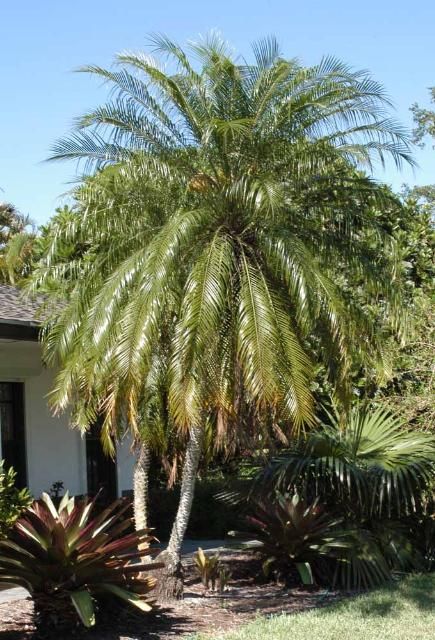 Figure 1. Pygmy date palm