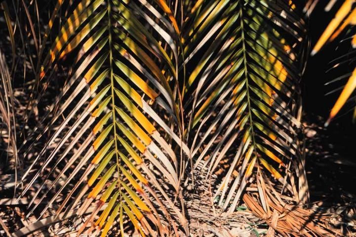 Potassium-deficient older leaves of pygmy date palm
