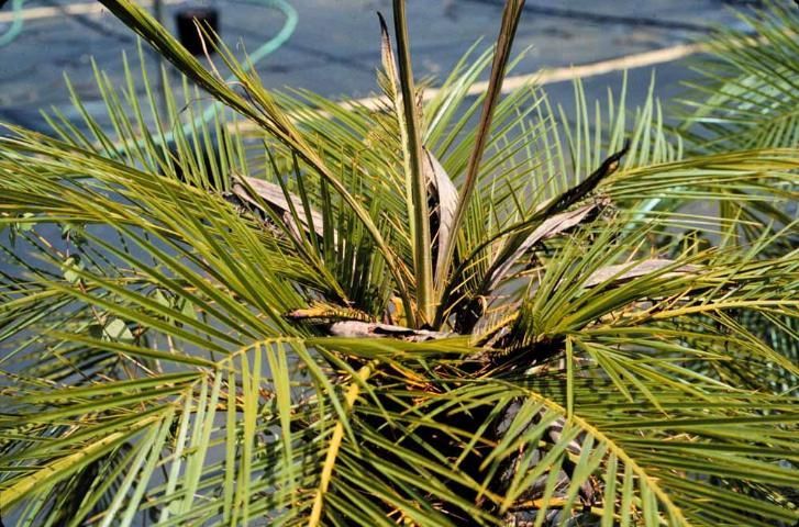 Boron-deficient pygmy date palm showing multiple unopened spear leaves