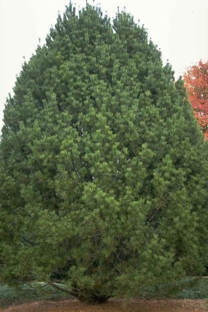 Figure 1. Mature Pinus bungeana: Lacebark Pine