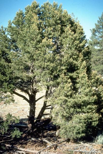 Figure 1. Young Pinus cembroides: Mexican Pinyon