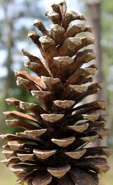 Figure 5. Cone, Mature - Pinus palustris: longleaf pine