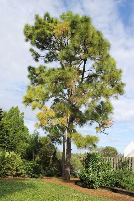Figure 1. Full Form - Pinus palustris: longleaf pine