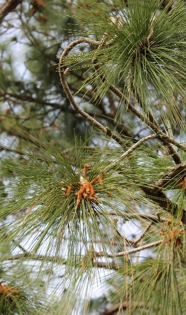 Figure 4. Cone, Young - Pinus palustris: longleaf pine