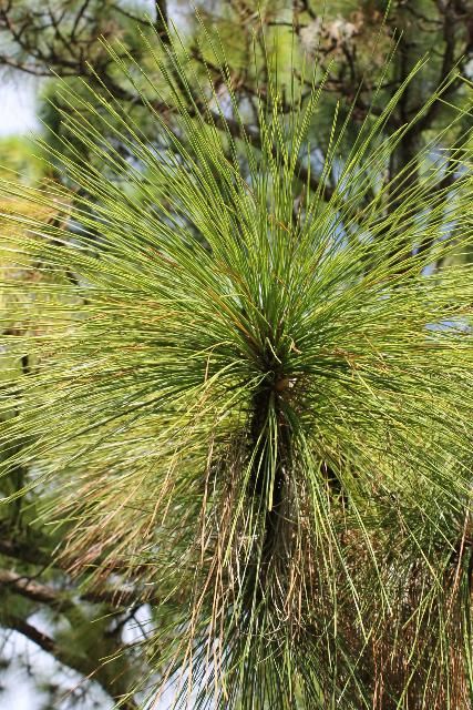 Figure 3. Leaf - Pinus palustris: longleaf pine