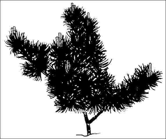 Figure 1. Young Pinus parviflora 'Glauca': 'Glauca' Japanese White Pine