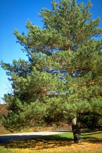 Figure 1. Middle-aged Pinus sylvestris: scotch pine
