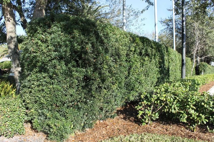 Figure 2. Hedge Form - Podocarpus macrophyllus: Yew podocarpus