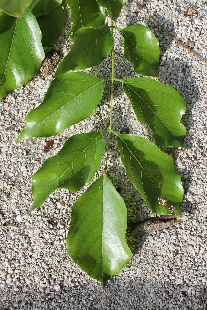 Figure 3. Leaf - Millettia pinnata: pongam
