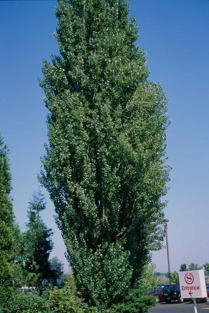 Figure 1. Mature Populus nigra 'Italica': Lombardy Poplar