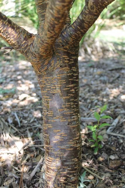 Figure 5. Bark, Young - angustifolia: Chickasaw plum