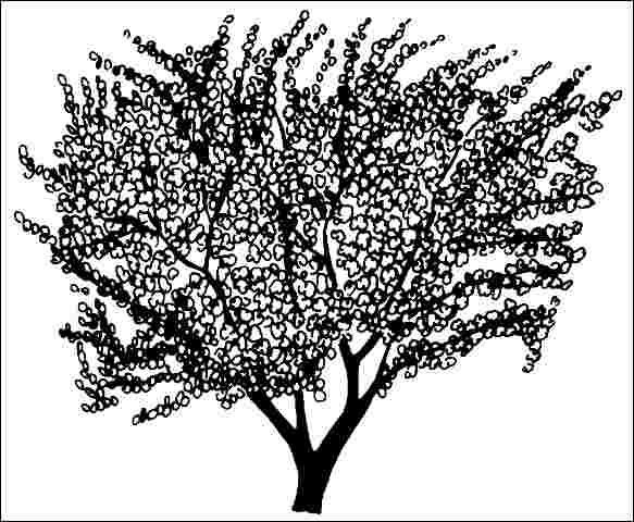 Figure 1. Middle-aged Prunus cerasifera 'Newportii': Newport Cherry Plum