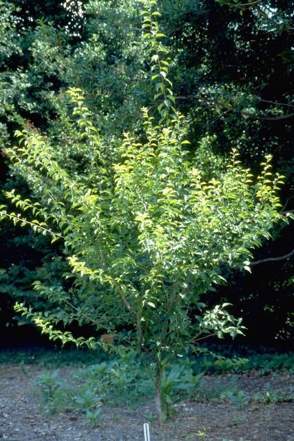 Figure 1. Young Prunus mume: Japanese Apricot