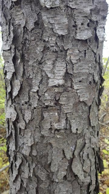 Figure 7. Bark, Mature - Prunus serotina: black cherry