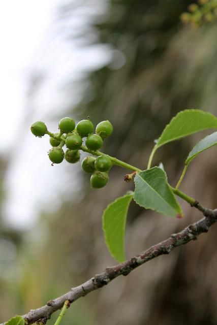 Figure 5. Fruit - Prunus serotina: black cherry