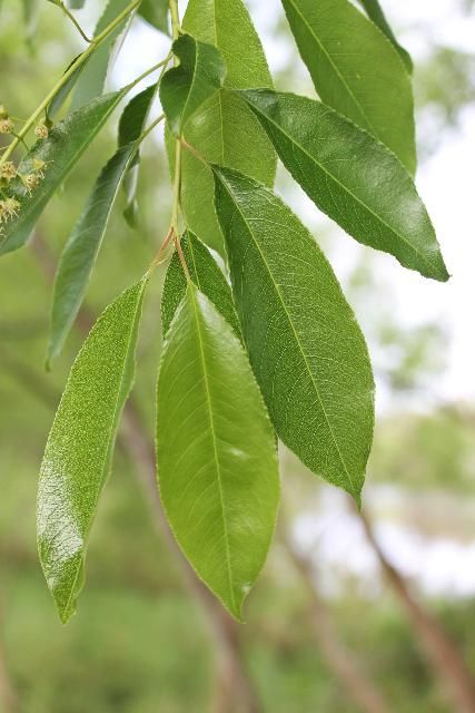 Figure 3. Leaf - Prunus serotina: black cherry