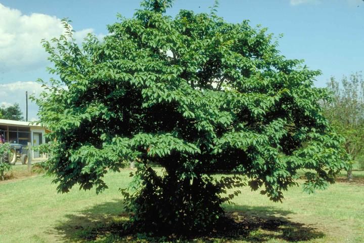 Figure 1. Mature Prunus x yedoensis: Yoshino Cherry