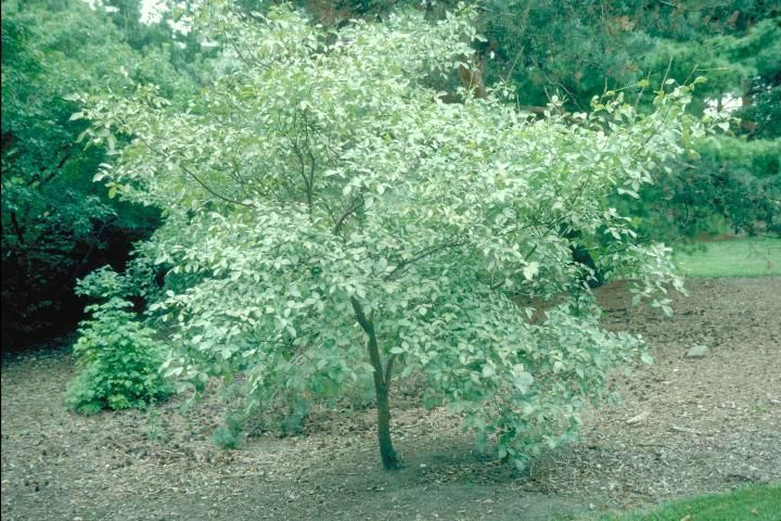 Figure 1. Middle-aged Ptelea trifoliata: Common Hoptree