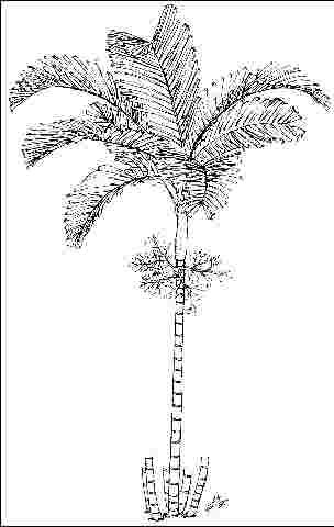 Figure 1. Middle-aged Ptychosperma macarthurii: Macarthur Palm