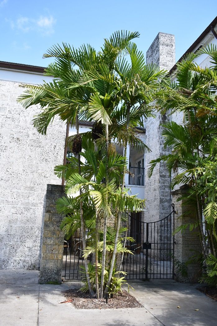 Middle-aged Ptychosperma macarthurii: Macarthur palm.