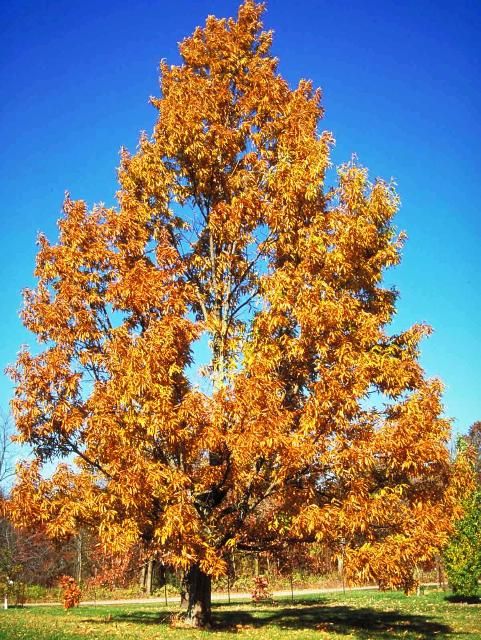 Figure 1. Mature Quercus acutissima: sawtooth oak
