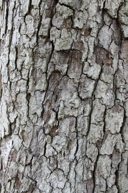 Figure 6. Bark - Quercus alba: white oak