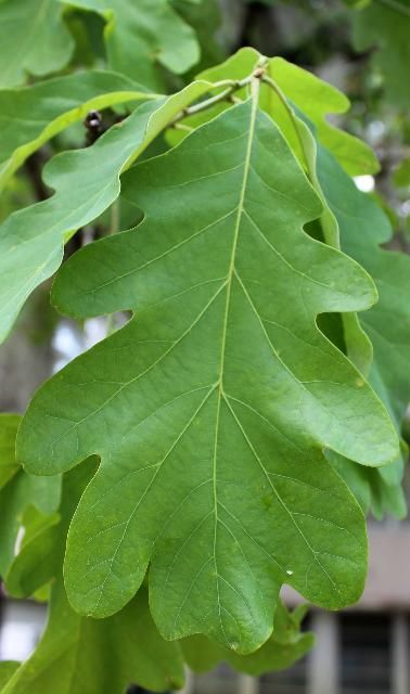 Figure 3. Leaf - Quercus alba: white oak