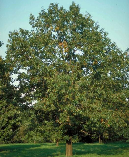 Figure 1. Middle-aged Quercus coccinea: scarlet oak