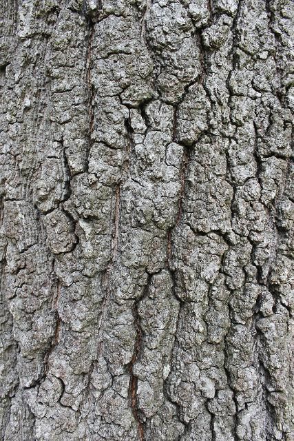 Figure 4. Bark—Quercus falcata: southern red oak