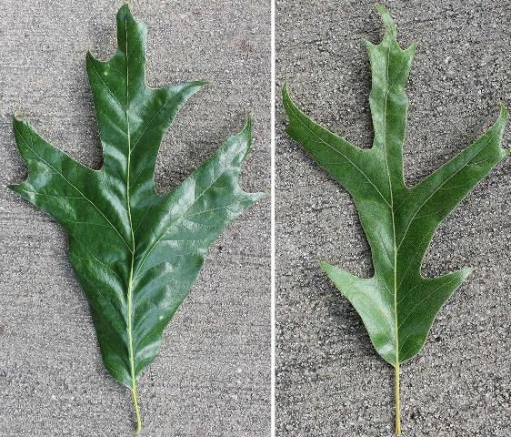 Figure 3. Leaf variation—Quercus falcata: southern red oak