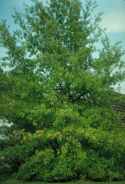 Figure 1. Middle-aged Quercus imbricaria: shingle oak