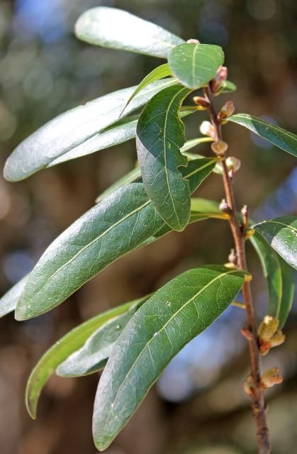 Figure 3. Leaf—Quercus laurifolia: Laurel oak