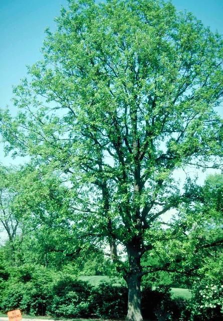 Figure 1. Mature Quercus macrocarpa: bur oak