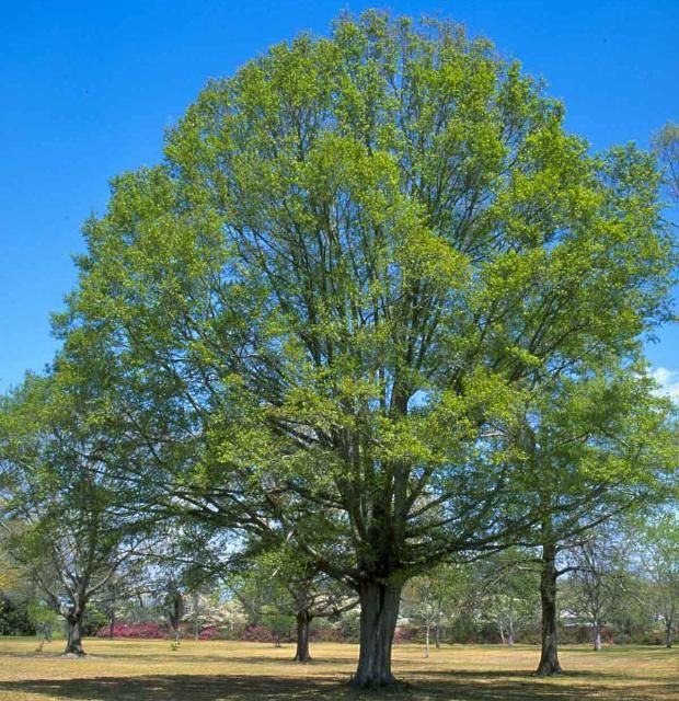 Figure 1. Middle-aged Quercus nuttallii: nuttall oak