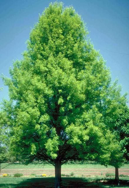 Figure 1. Young Quercus palustris: pin oak