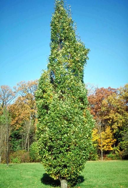 Figure 1. Mature Quercus robur 'Fastigiata': 'Fastigiata' English oak