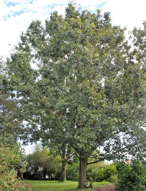 Figure 1. Full Form—Quercus shumardii: Shumard oak