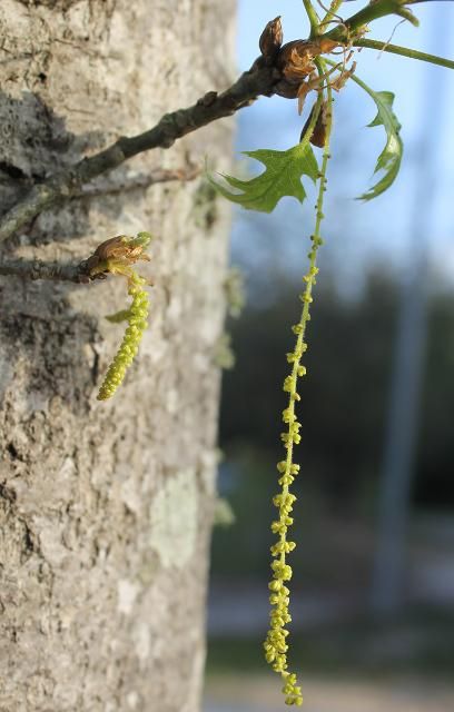 Figure 4. Flower—Quercus shumardii: Shumard oak