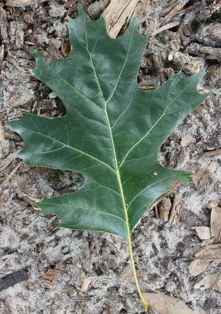 Figure 3. Leaf—Quercus shumardii: Shumard oak