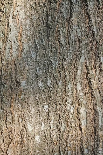 Figure 6. Bark—Quercus shumardii: Shumard oak