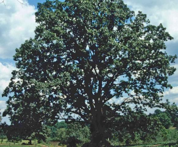 Figure 1. Mature Quercus stellata: post oak