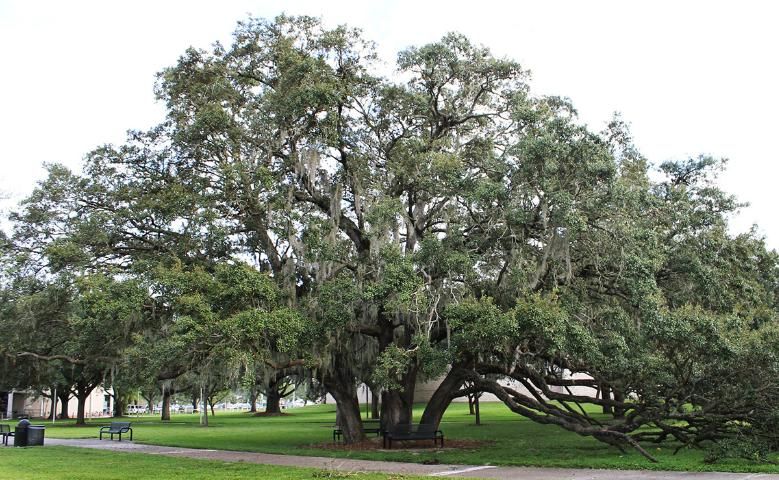 Figure 1. Full Form—Quercus virginiana: southern live oak