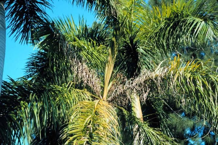 Figure 5. Manganese deficiency in royal palm