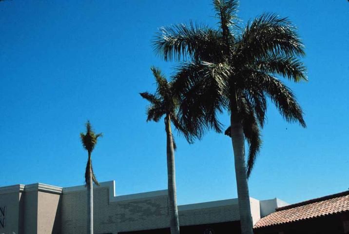 Figure 4. Severe potassium deficiency in royal palm. This palm died shortly after the picture was taken.