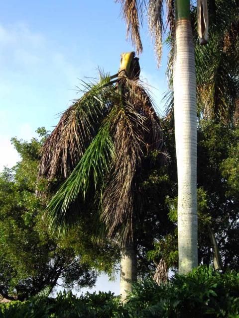 Thielaviopsis trunk rot in royal palm.